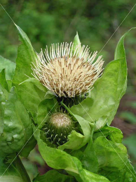 Cabbage Thistle (Cirsium oleraceum)