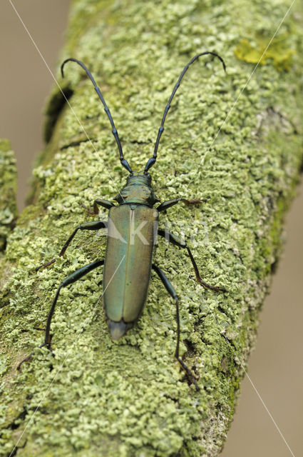 Muskusboktor (Aromia moschate)