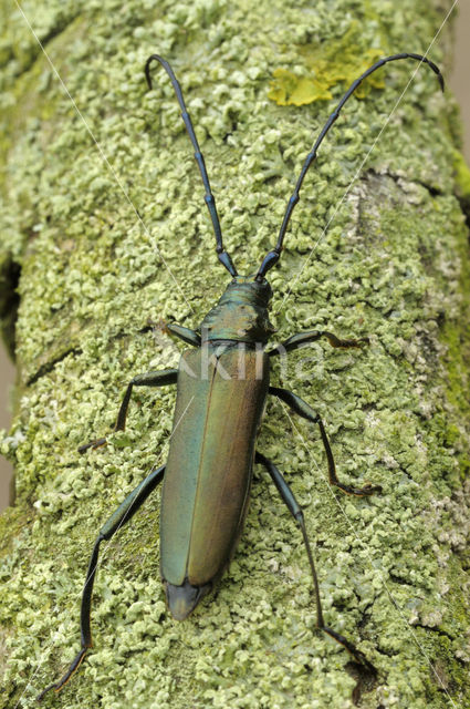 Muskusboktor (Aromia moschate)