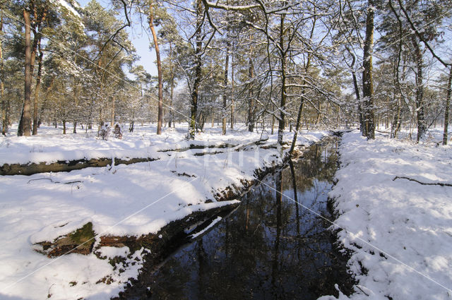 Noord Ginkel