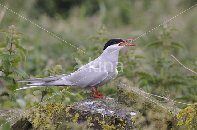 Arctic Tern (Sterna paradisaea)