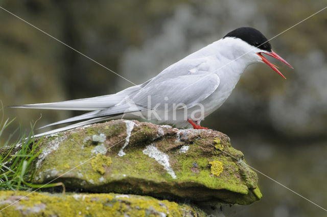 Arctic Tern (Sterna paradisaea)