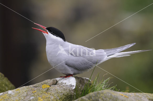 Arctic Tern (Sterna paradisaea)