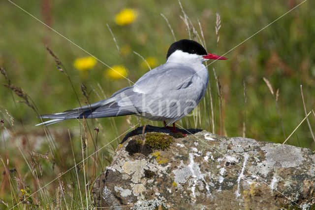 Arctic Tern (Sterna paradisaea)