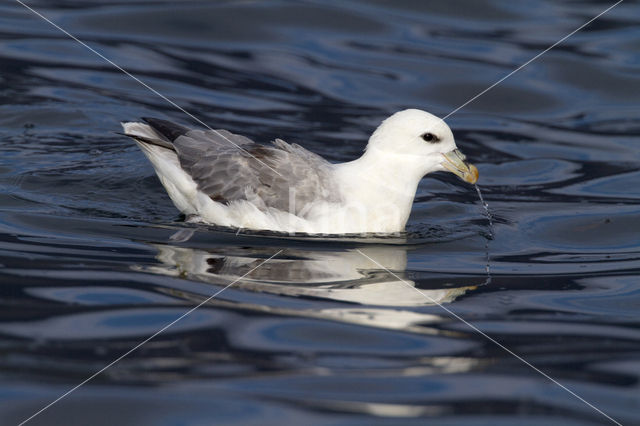 Noordse Stormvogel (Fulmarus glacialis)