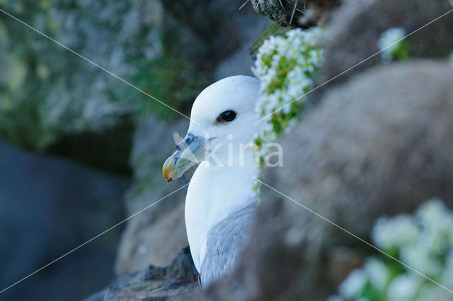 Northern Fulmar (Fulmarus glacialis)