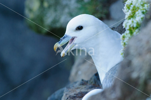 Noordse Stormvogel (Fulmarus glacialis)