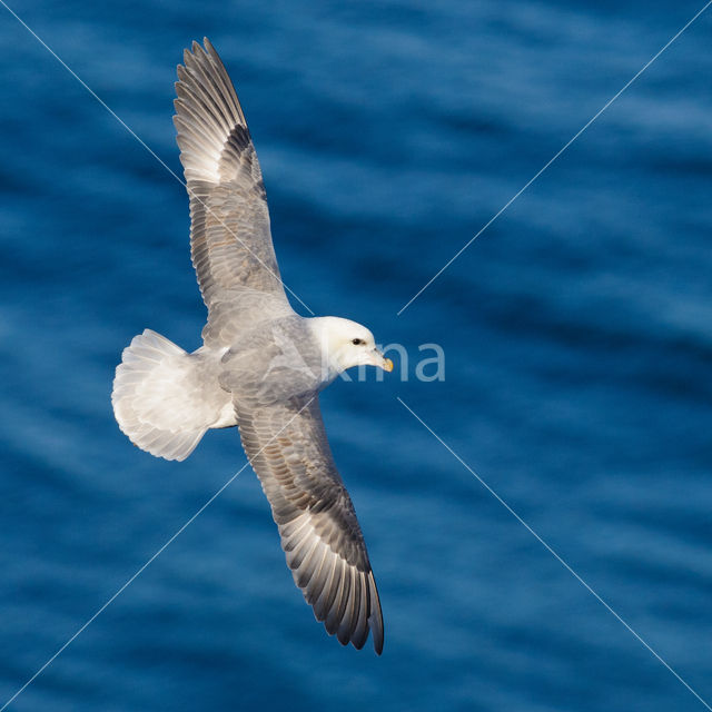 Noordse Stormvogel (Fulmarus glacialis)