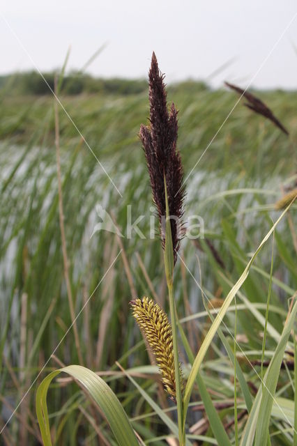 Oeverzegge (Carex riparia)