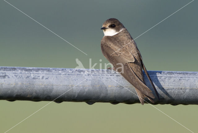 Bank Swallow (Riparia riparia)