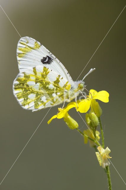 Oostelijk marmerwitje (Euchloe ausonia)