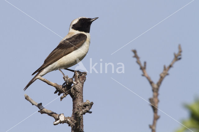 Oostelijke blonde tapuit (Oenanthe melanoleuca)