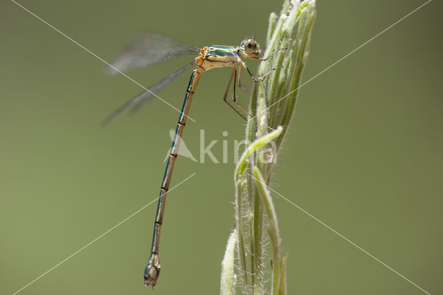 Oostelijke houtpantserjuffer (Chalcolestes parvidens)