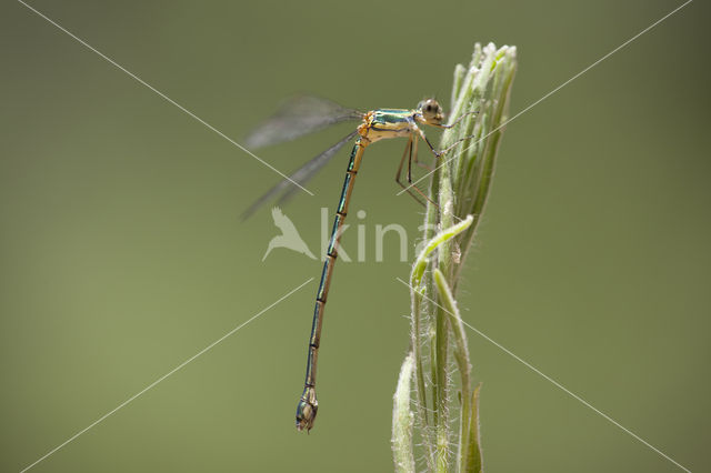 Oostelijke houtpantserjuffer (Chalcolestes parvidens)