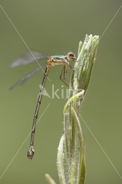 Oostelijke houtpantserjuffer (Chalcolestes parvidens)