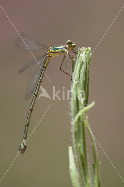 Oostelijke houtpantserjuffer (Chalcolestes parvidens)