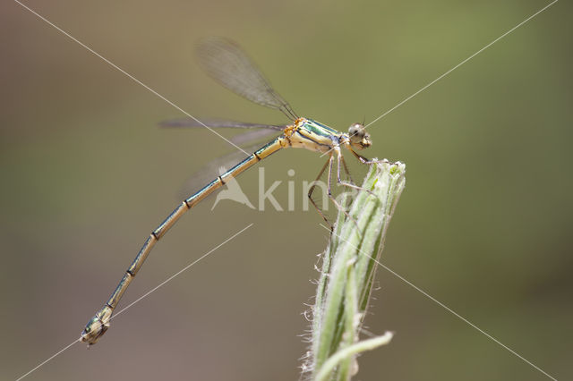 Oostelijke houtpantserjuffer (Chalcolestes parvidens)