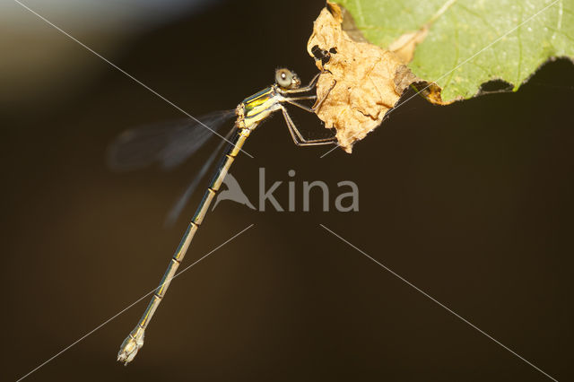 Oostelijke houtpantserjuffer (Chalcolestes parvidens)