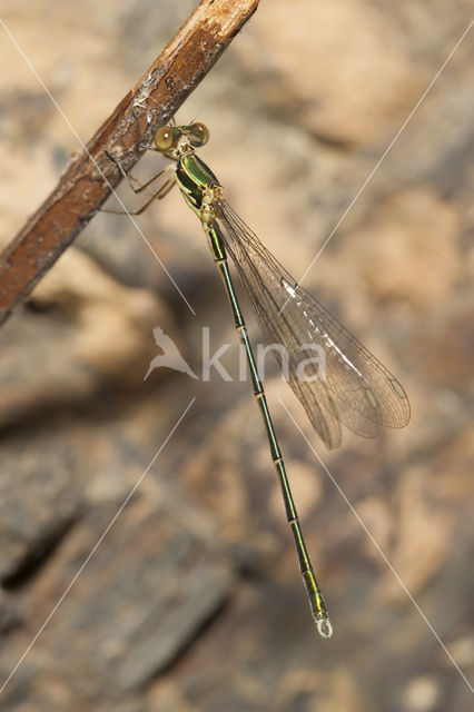 Oostelijke houtpantserjuffer (Chalcolestes parvidens)