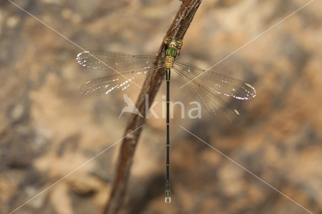 Oostelijke houtpantserjuffer (Chalcolestes parvidens)