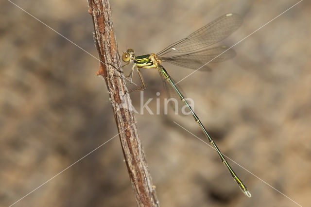 Oostelijke houtpantserjuffer (Chalcolestes parvidens)