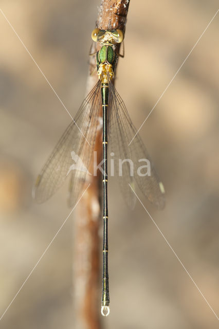 Oostelijke houtpantserjuffer (Chalcolestes parvidens)