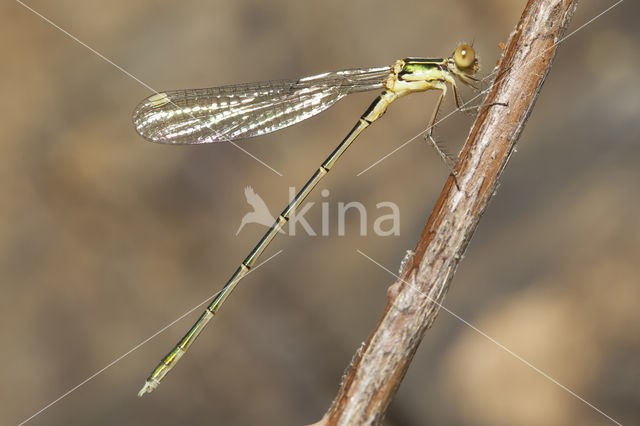 Oostelijke houtpantserjuffer (Chalcolestes parvidens)