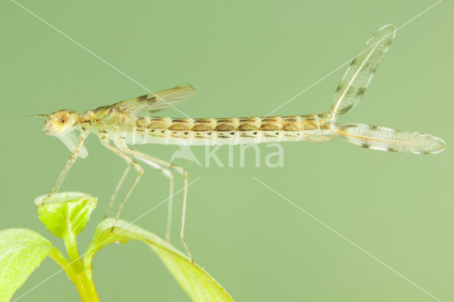 Oostelijke houtpantserjuffer (Chalcolestes parvidens)