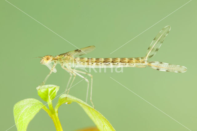 Oostelijke houtpantserjuffer (Chalcolestes parvidens)