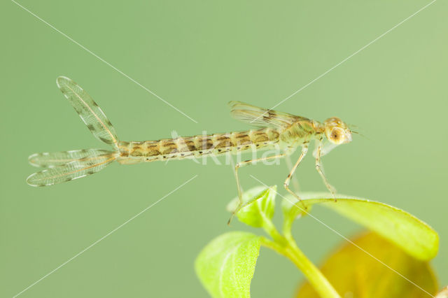 Oostelijke houtpantserjuffer (Chalcolestes parvidens)