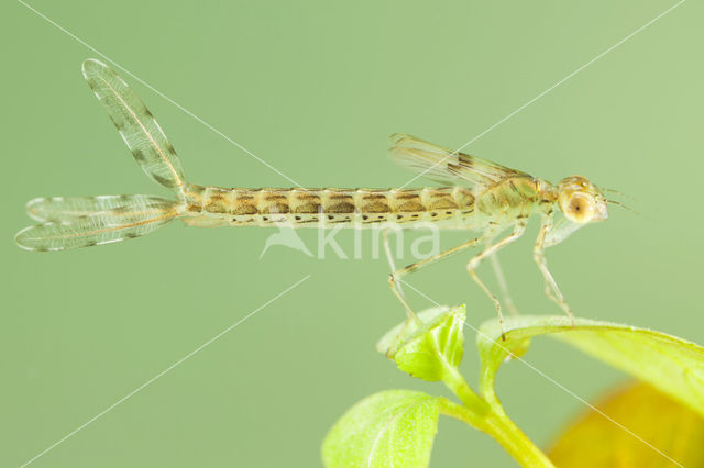 Oostelijke houtpantserjuffer (Chalcolestes parvidens)