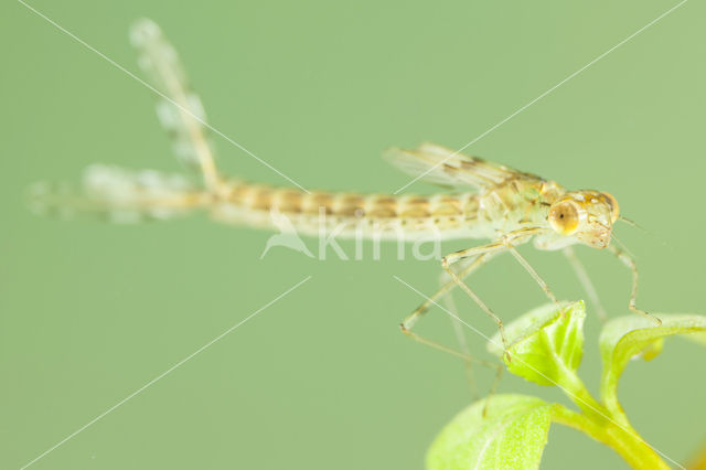 Oostelijke houtpantserjuffer (Chalcolestes parvidens)