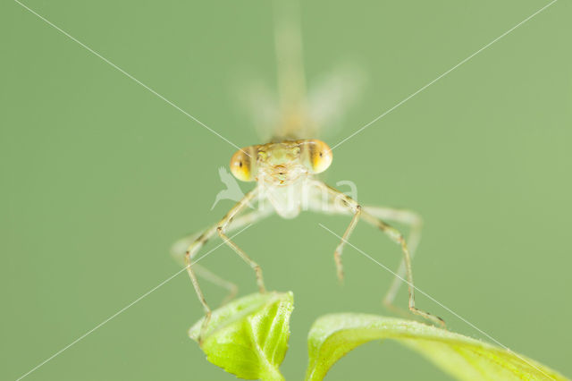 Oostelijke houtpantserjuffer (Chalcolestes parvidens)