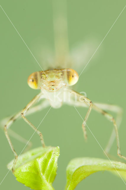 Oostelijke houtpantserjuffer (Chalcolestes parvidens)