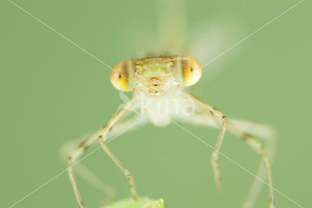 Oostelijke houtpantserjuffer (Chalcolestes parvidens)