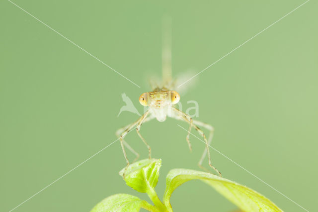 Oostelijke houtpantserjuffer (Chalcolestes parvidens)