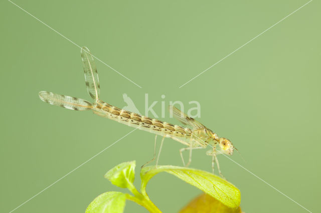 Oostelijke houtpantserjuffer (Chalcolestes parvidens)