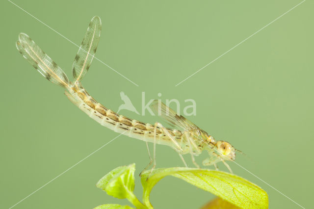 Oostelijke houtpantserjuffer (Chalcolestes parvidens)