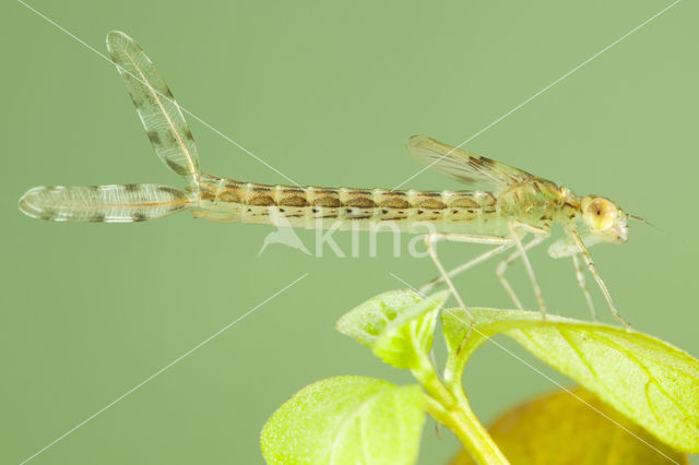 Oostelijke houtpantserjuffer (Chalcolestes parvidens)