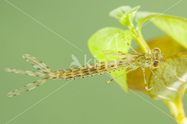 Oostelijke houtpantserjuffer (Chalcolestes parvidens)