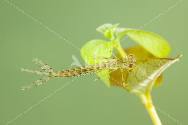 Oostelijke houtpantserjuffer (Chalcolestes parvidens)