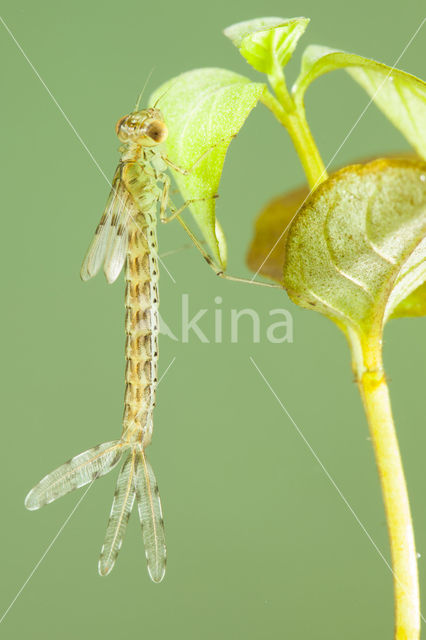 Oostelijke houtpantserjuffer (Chalcolestes parvidens)