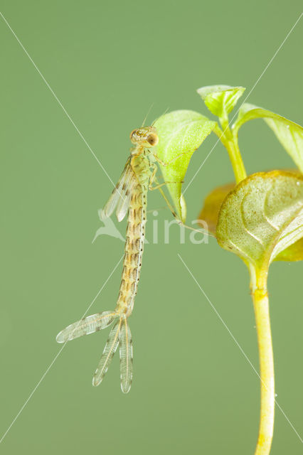 Oostelijke houtpantserjuffer (Chalcolestes parvidens)