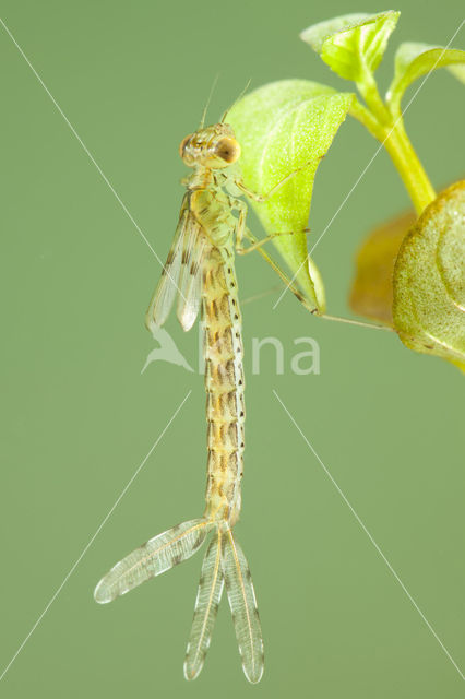 Oostelijke houtpantserjuffer (Chalcolestes parvidens)