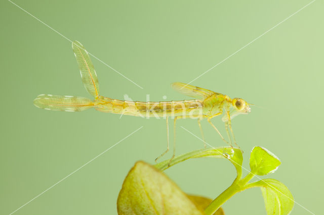 Oostelijke houtpantserjuffer (Chalcolestes parvidens)