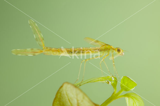 Oostelijke houtpantserjuffer (Chalcolestes parvidens)