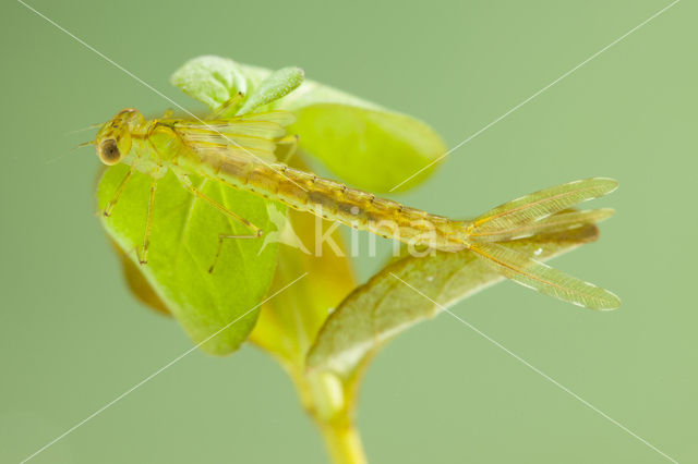 Oostelijke houtpantserjuffer (Chalcolestes parvidens)