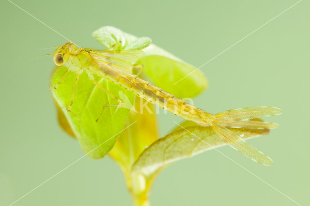 Oostelijke houtpantserjuffer (Chalcolestes parvidens)