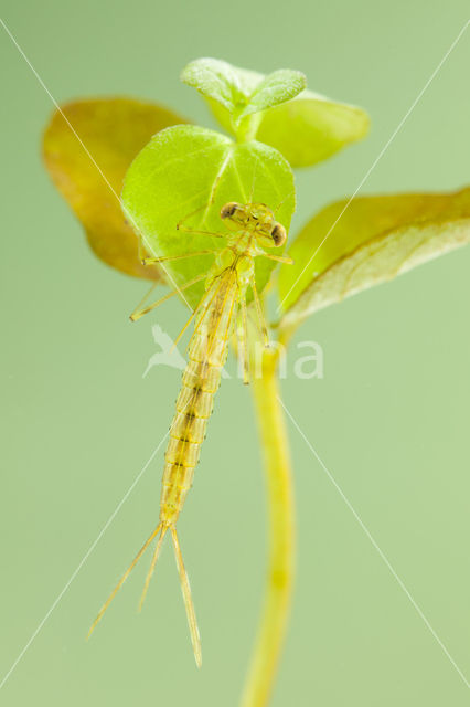 Oostelijke houtpantserjuffer (Chalcolestes parvidens)