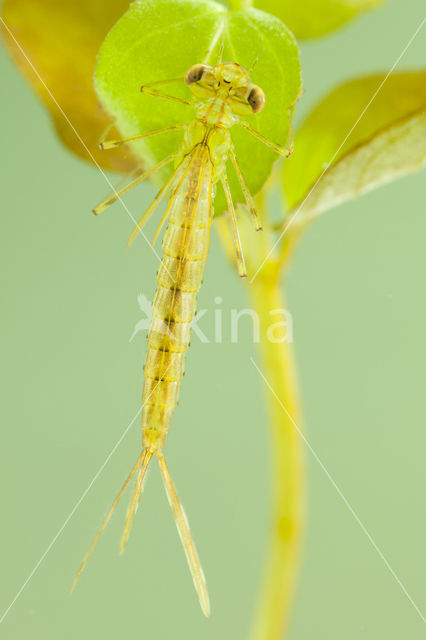 Oostelijke houtpantserjuffer (Chalcolestes parvidens)